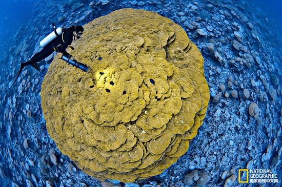 金曼礁國家紀(jì)念區(qū)，太平洋攝影：Brian Skerry，國家地理創(chuàng)意版