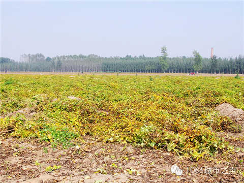 一望無際的山藥基地。據(jù)說，一季山藥后，土地需要五年才能恢復(fù)。