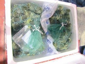  大陸進口大閘蟹被檢出禁用的動物用藥，已全數(shù)銷毀。 圖片來源：臺灣《聯(lián)合報》