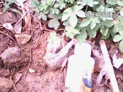 大棚蔬菜園區(qū)里到處丟棄著農(nóng)藥廢物。