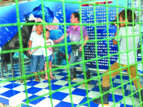 海獅就這樣被飼養(yǎng)員和攝影師擺弄，稍不聽話就會(huì)遭到毒打。