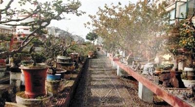 劉光嘉出示博物館內(nèi)部圖片中，擺放著各種盆景。