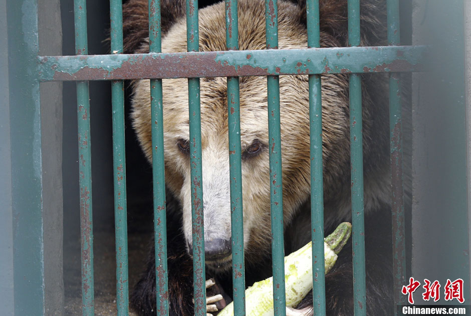 6月19日，河南鄭州，新密市動(dòng)物園咬死飼養(yǎng)員的肇事棕熊被暫押在鄭州動(dòng)物園內(nèi)，該熊“臥室”周圍被三重鋼