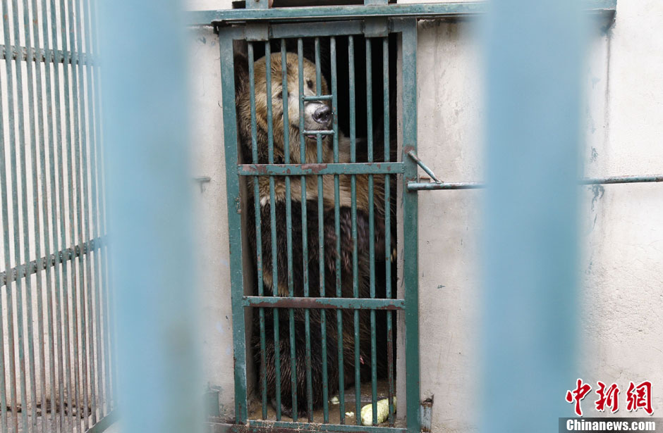 6月19日，河南鄭州，新密市動(dòng)物園咬死飼養(yǎng)員的肇事棕熊被暫押在鄭州動(dòng)物園內(nèi)，該熊“臥室”周圍被三重鋼