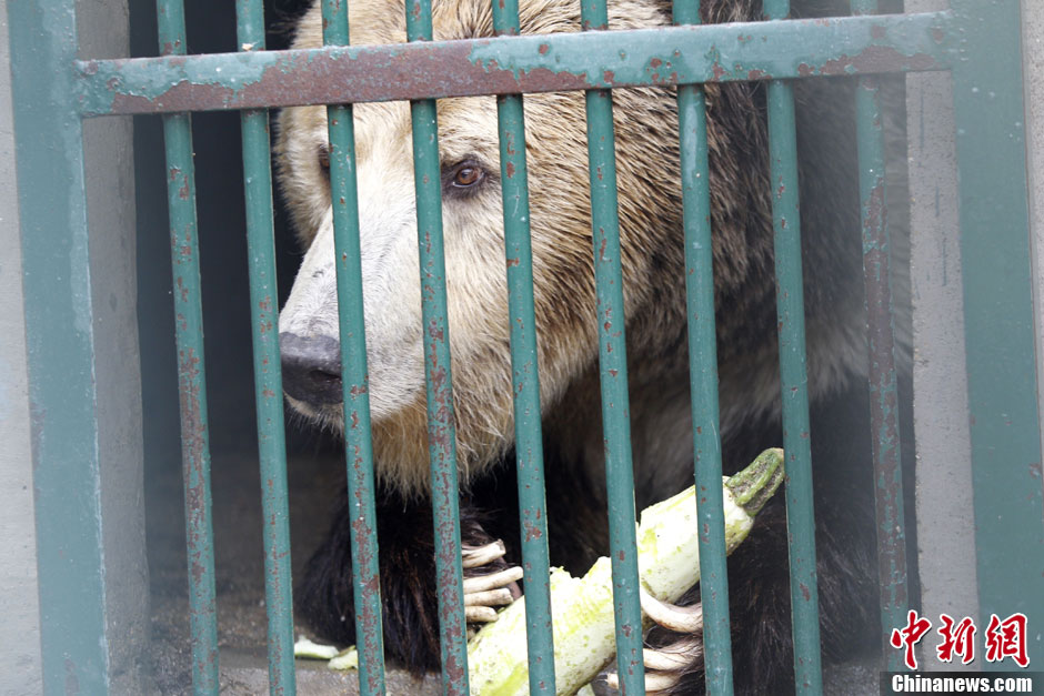 6月19日，河南鄭州，新密市動(dòng)物園咬死飼養(yǎng)員的肇事棕熊被暫押在鄭州動(dòng)物園內(nèi)，該熊“臥室”周圍被三重鋼