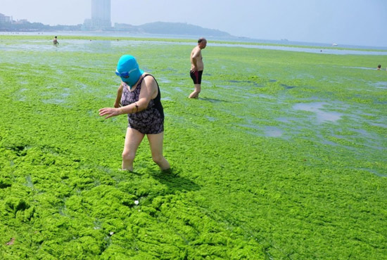 2013年7月3日，山東青島青島高溫來襲，“青島大媽”不懼滸苔，戴著“強(qiáng)盜面具”出現(xiàn)在海水浴場消暑降