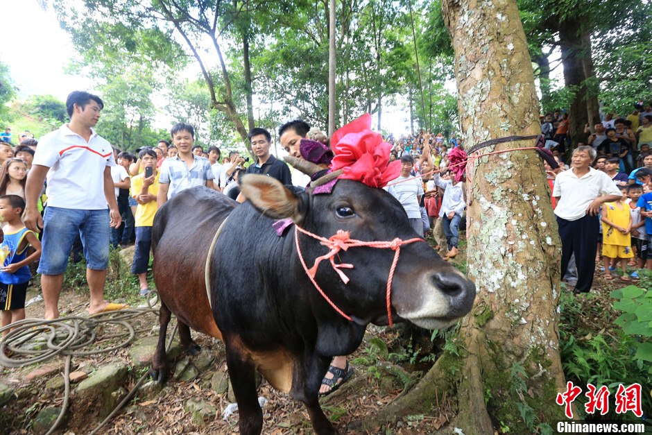 圖為村民給一頭黃牛頭戴上紅花準(zhǔn)備進(jìn)行“牽牛上樹(shù)”儀式。 譚凱興 攝