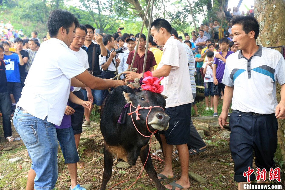 村民給黃牛套上繩索，準(zhǔn)備進(jìn)行儀式。 譚凱興 攝