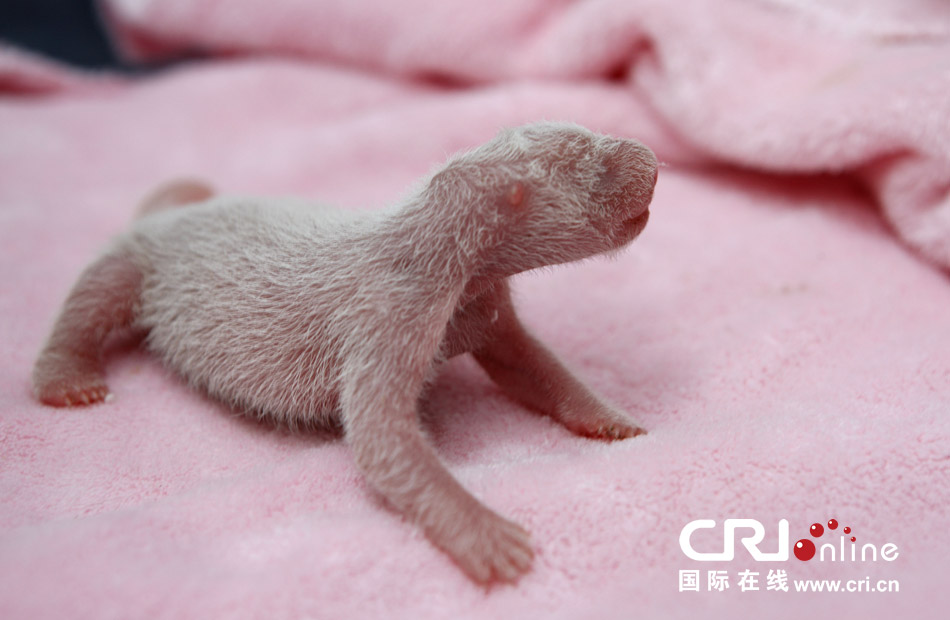2013年7月11日，成都大熊貓繁育研究基地月亮產(chǎn)房，新生大熊貓寶寶在育嬰箱里憨態(tài)可掬。
