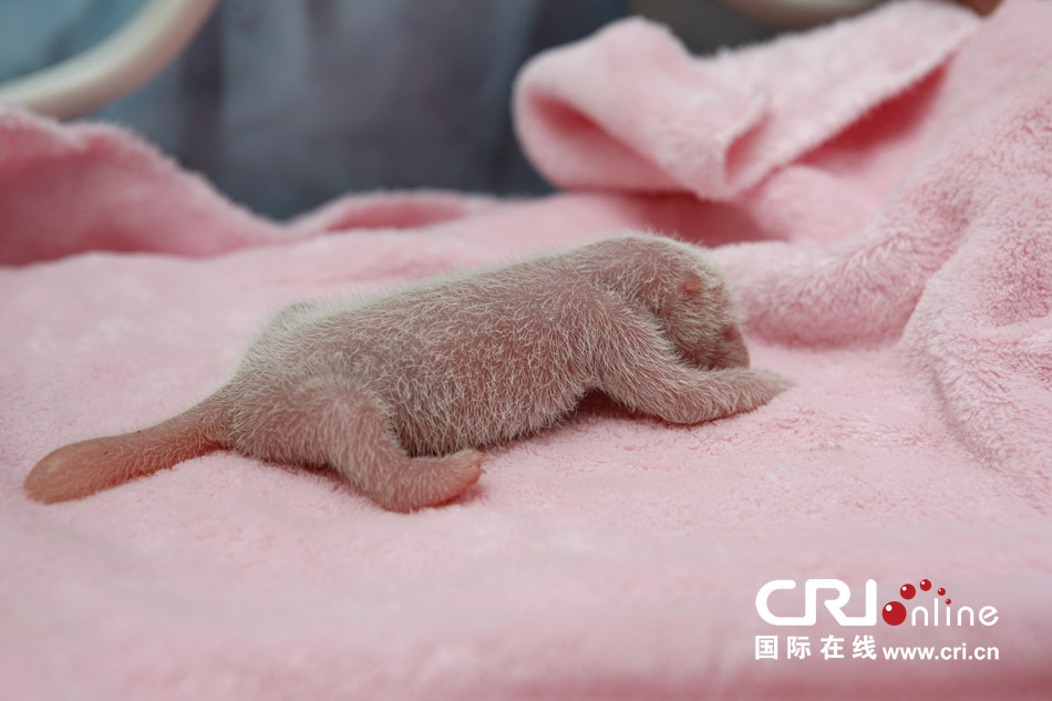2013年7月11日，成都大熊貓繁育研究基地月亮產(chǎn)房，新生大熊貓寶寶在育嬰箱里憨態(tài)可掬。