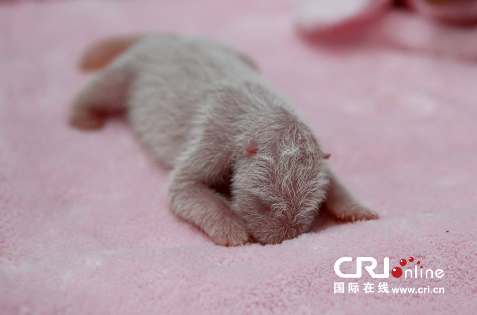2013年7月11日，成都大熊貓繁育研究基地月亮產(chǎn)房，新生大熊貓寶寶在育嬰箱里憨態(tài)可掬。
