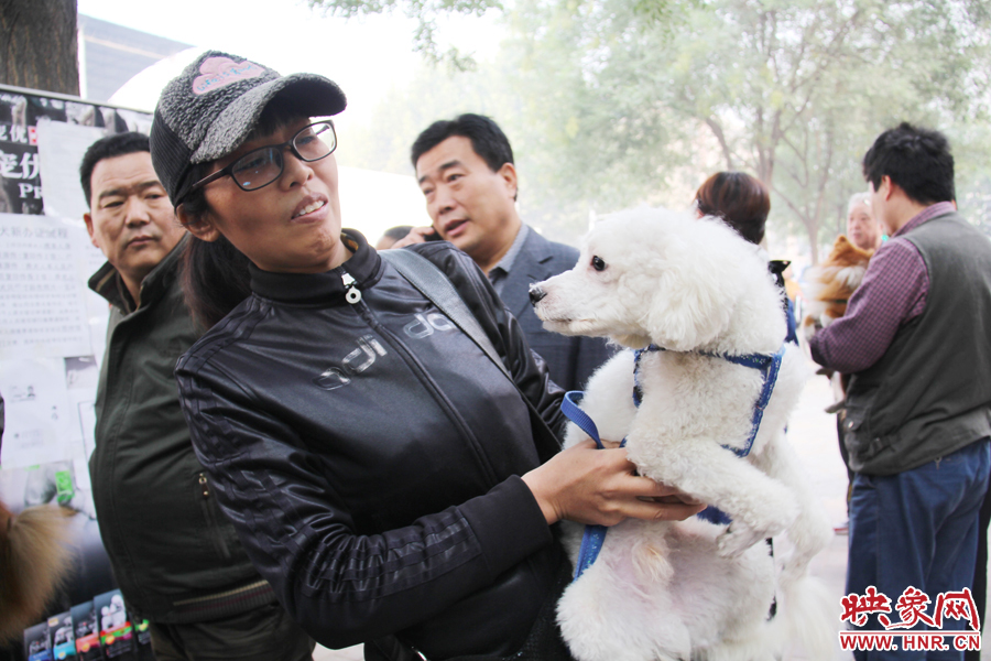 一只貴賓犬在賣萌。