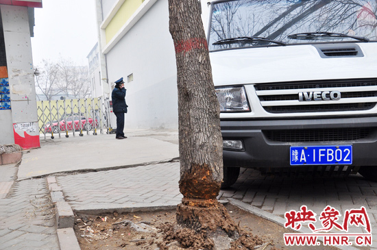 據(jù)了解，這棵樹在一家名叫“蝸牛之家”賓館專用停車場的出口處的南側(cè)，與北側(cè)的另外一棵白蠟樹有三四米的距