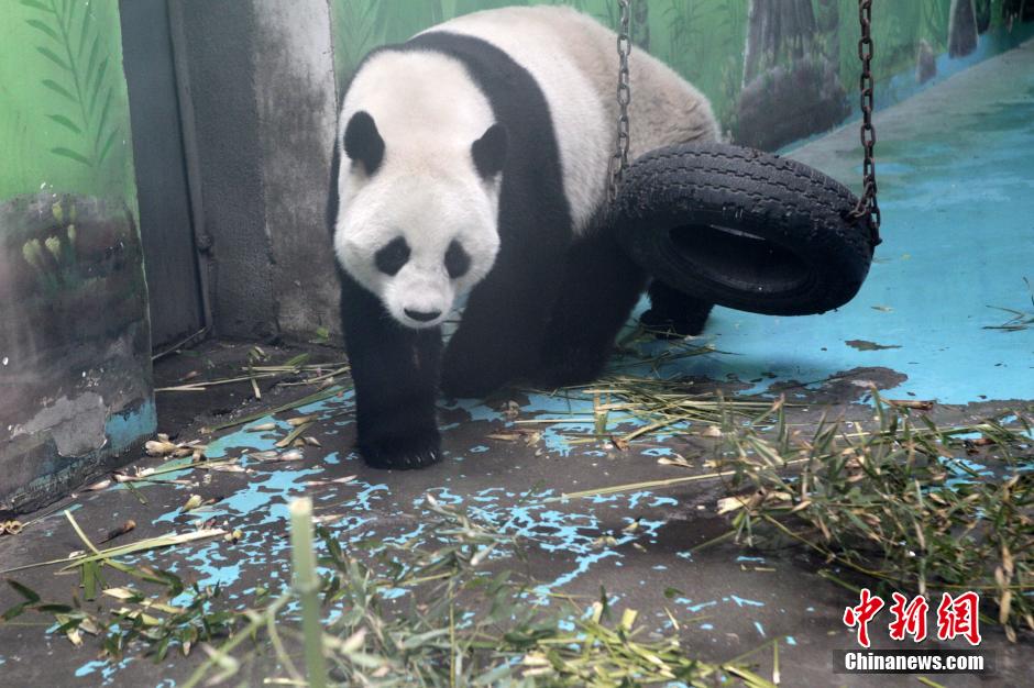 　3月17日，河南鄭州動(dòng)物園內(nèi)的大熊貓“龍昇”。