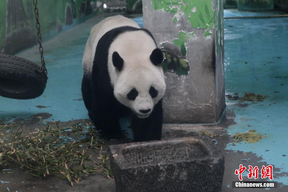 3月17日，河南鄭州動(dòng)物園內(nèi)的大熊貓“龍昇”。