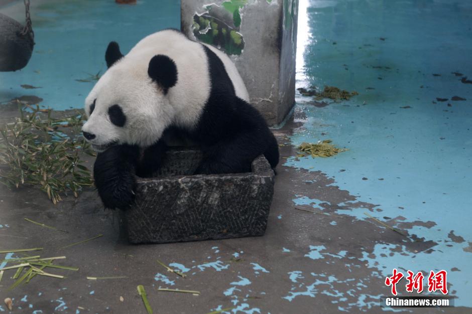 3月17日，河南鄭州動(dòng)物園內(nèi)的大熊貓“龍昇”。
