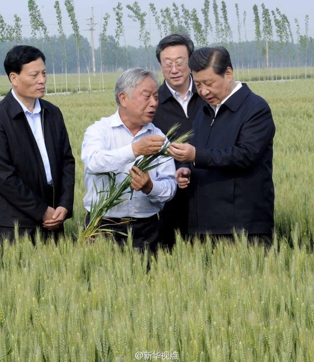 習(xí)近平走進(jìn)糧田,看麥穗灌漿,問農(nóng)田建設(shè)。