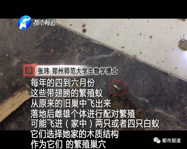 蟻?zhàn)宕筌娙肭?！十幾萬(wàn)裝修的新家被“吃掉”