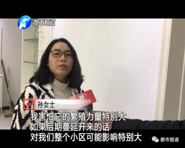 蟻?zhàn)宕筌娙肭?！十幾萬(wàn)裝修的新家被“吃掉”