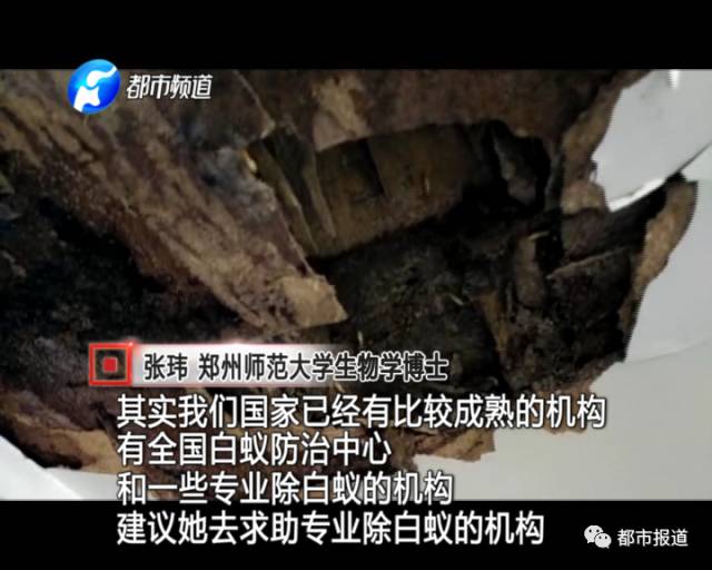 蟻?zhàn)宕筌娙肭?！十幾萬(wàn)裝修的新家被“吃掉”