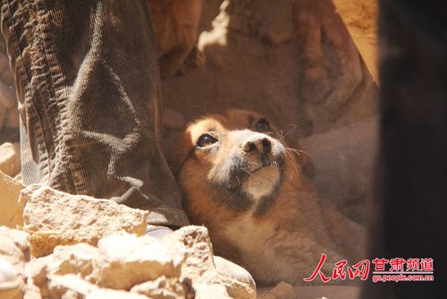 探出頭的小黃狗期待地看著救他的人。王生元/攝