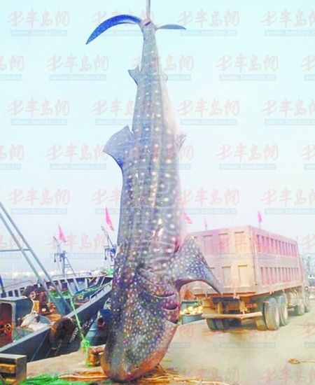 9月8日，日照漁民捕獲的重達(dá)10余噸的鯨鯊。(照片來(lái)自大眾網(wǎng))