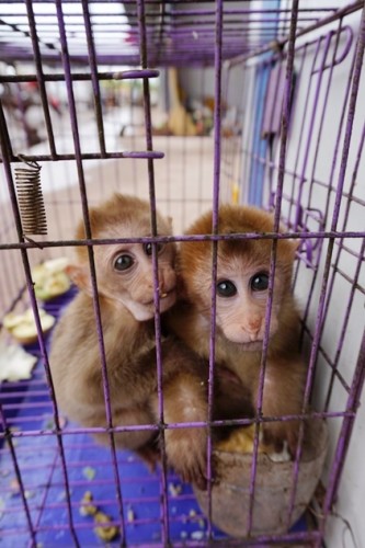 獼猴、麂子、白鷴、果子貍、豪豬、豺狗、熊、竹鼠等國家保護野生動物或瀕危物種，在此成為各路食客的盤中餐