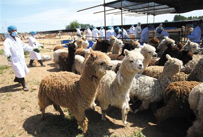 昨日，由智利進口的946頭羊駝，被運抵大興一動物檢疫隔離場進行檢驗檢疫。記者 王貴彬 攝