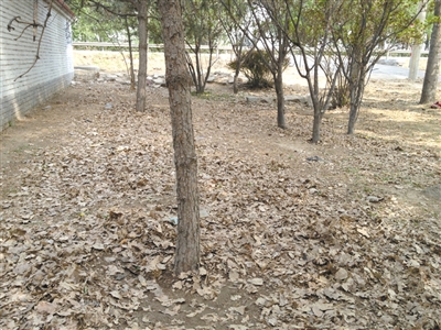 昨日，李偉被捆綁的松樹(shù)下地皮裸露。
