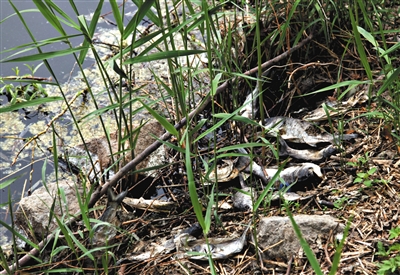 南沙河中漂浮著大量生活垃圾和腐爛水草等物，岸邊出現(xiàn)大量死魚。新京報(bào)記者郭鐵流攝