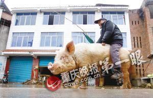 蔣大爺騎著他的種豬出門(mén)，回頭率很高。