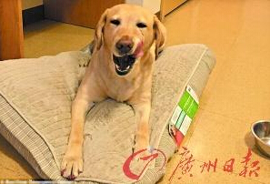 機(jī)智的導(dǎo)盲犬尤蘭達(dá)。
