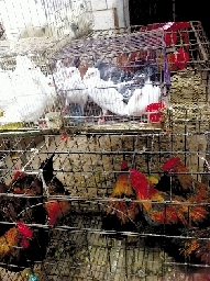 銷量大不如前，近期可能漲價