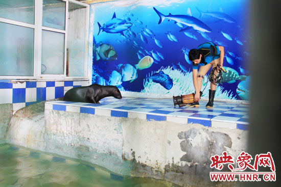 圖為飼養(yǎng)員和海獅。