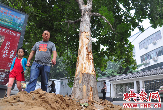 大樹(shù)根部翹起，歪向人行道邊。