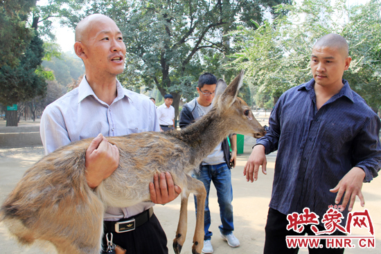 失主宋先生將“愛鹿”抱回家,并表示待小鹿傷情痊愈后,將其送到動(dòng)物園,供市民觀賞。