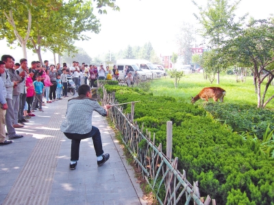 工作人員悄悄走近梅花鹿，準(zhǔn)備發(fā)射麻醉針。