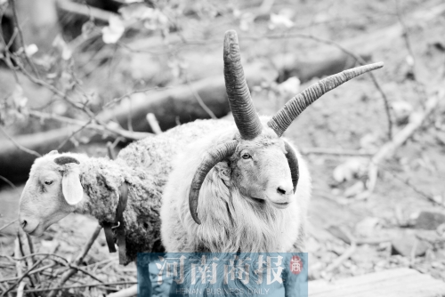 “咩……我的原主人說，他養(yǎng)了一輩子羊，也沒見過我這種情況”