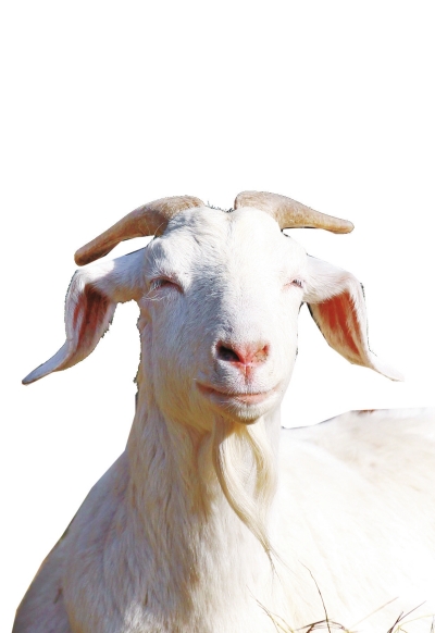 奶山羊,這種羊?yàn)楸就辽窖?，以產(chǎn)奶為主，產(chǎn)奶量高。具有“頭長、頸長、體長、腿長”的特征，俗稱“四長羊”