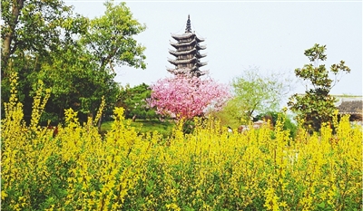 綠博園盛開的鮮花“期待”和市民“約會”。