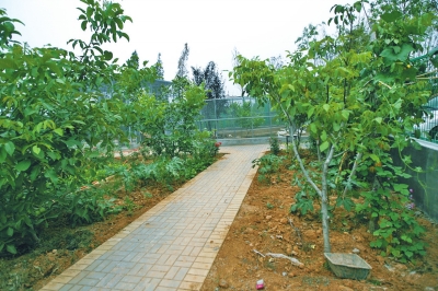路兩邊是核桃樹，而路的盡頭救助野生鳥類的籠子，鴨子和鵝占了鵲巢