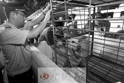 相關(guān)部門(mén)將加強(qiáng)管理，今年12月起烈性犬一律沒(méi)收。 （資料圖）