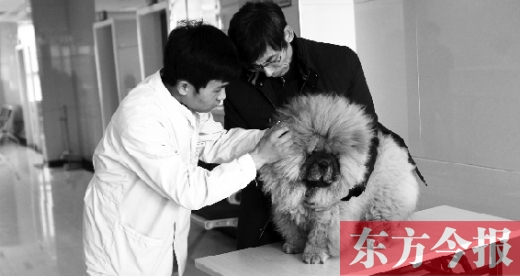 在一家大型寵物醫(yī)院里，生病的狗狗正在接受治療