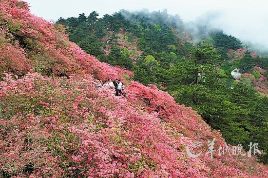 　　湖北麻城龜峰山10萬(wàn)畝連片野生杜鵑。