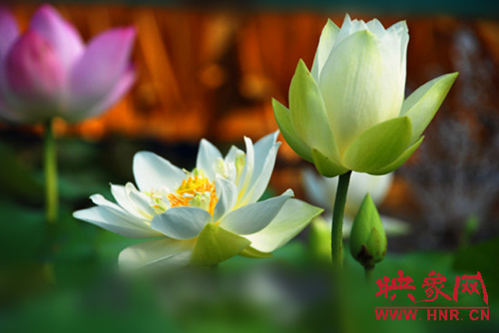 7月5日,第七屆淮陽荷花節(jié)將于7月8日正式拉開序幕。