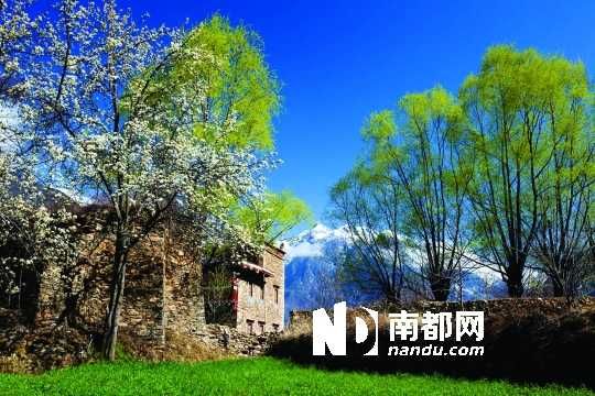 　　三月里,川西北的梨花盛放,寨子、碉樓、梨花……構(gòu)成最美的丹巴風光。