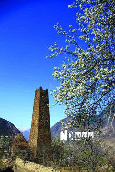 　　丹巴的碉樓與梨花互相輝映。