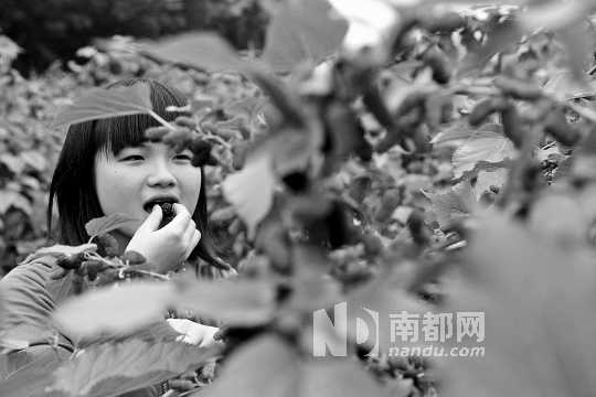 　　　　寶桑園桑葚已成熟,“五一”假期前都是吃桑葚的季節(jié)。南都記者 李向新 攝