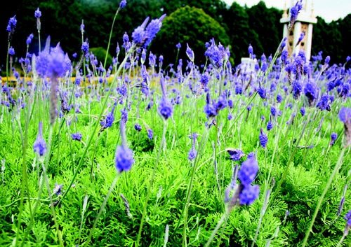 　　日月潭九族文化村內(nèi)水沙連歐洲花園園區(qū)內(nèi)數(shù)十萬株熏衣草,已開得美不勝收,令游客陶醉。