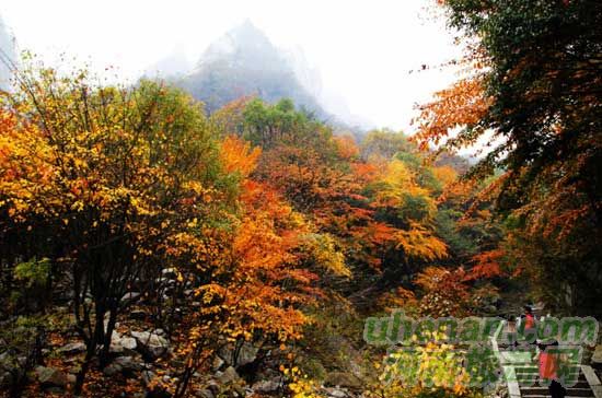 深秋去堯山賞紅葉、泡溫泉、拜大佛